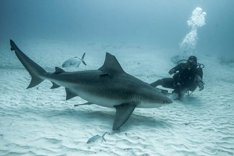 Scuba diver with a bull shark near Puerto Morelos